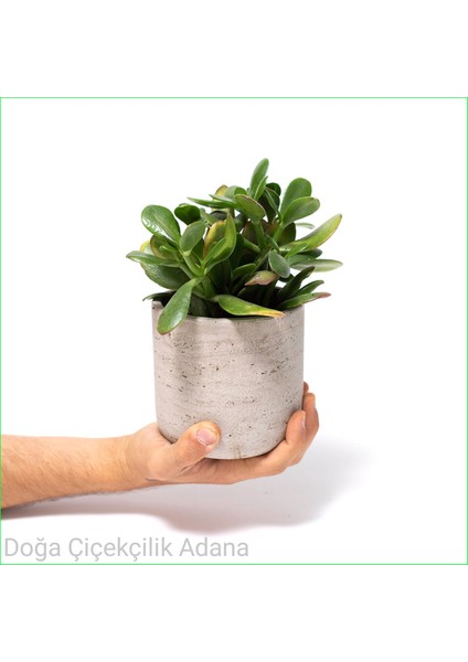 Seramik Saksıda Para Ağacı Bereket Ağacı Crassula Ovata 001