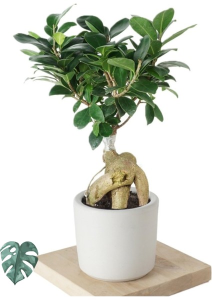 Ficus Ginseng (Bonsai Ağacı) fiyatları