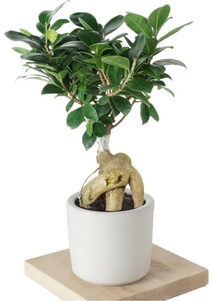 Ficus Ginseng (Bonsai Ağacı)