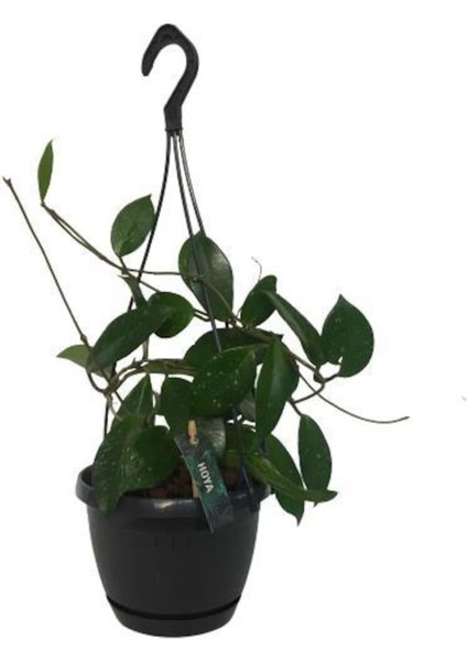 Mum Çiçeği Askılı Saksılı