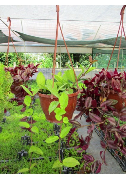 Mum Çiçeği Askılı Saksılı fiyatları