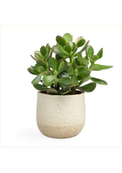 Yetişkin Para Ağacı Bereket İyi Şans ve Para Çiçeği Crassula Ovata Özel Beton Saksıda