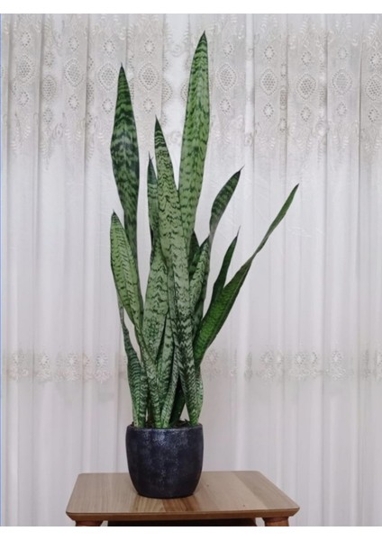 Paşa Kılıcı Peygamber Kılıcı Dekoratif Saksıda 01000001