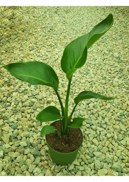 Starliçe Nicolai 60 cm
