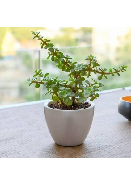 Dekoratif Saksıda Para Ağacı Bereket Ağacı Afra Bonsai