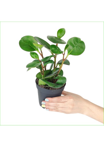 Peperomia Umut Bitkisi Peperomya Adanadoğaçiçekçilik