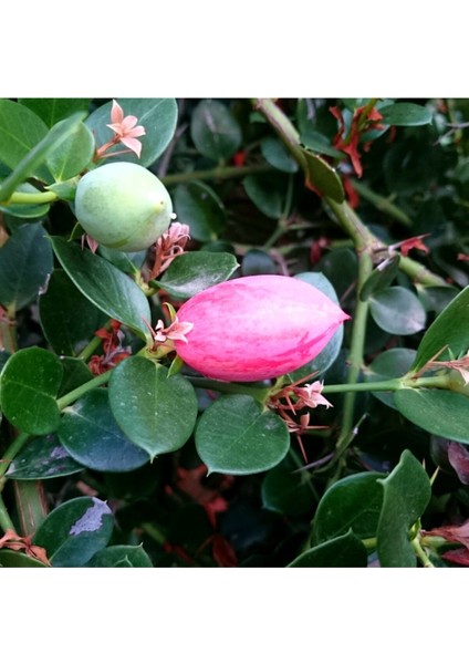 Natal Eriği Fidanı (Carissa Macrocarpa)