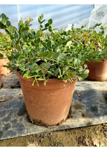 Natal Eriği Fidanı (Carissa Macrocarpa) fiyatları