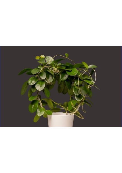 Askılı Saksıda Mum Çiçeği Hoya Carnosa