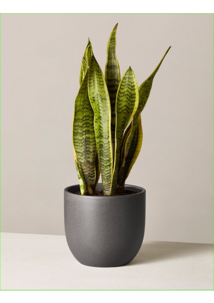 Peygamber Kılıcı Paşa Kılıcı Dekoratif Özel Saksılı