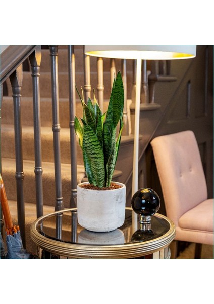 Peygamber Kılıcı Paşa Kılıcı Dekoratif Özel Saksılı 01.01