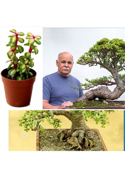 Bonsai Ağacı Fidesi Afra Yeşim 5.5 Saksıda