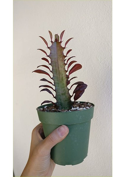 Süt Ağacı 8.5 Saksıda