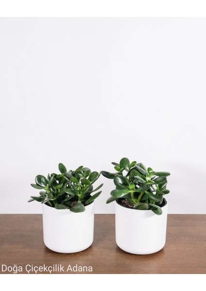 2 Adet Seramik Saksılı Para Ağacı Para Çiçeği Bereket Ağacı 01