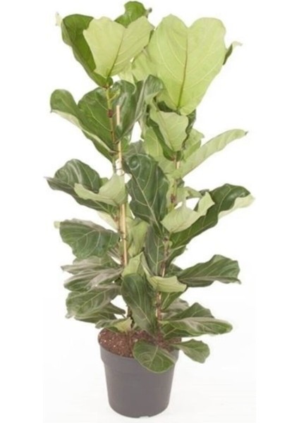 Ficus Lyrata Keman Yapraklı Kauçuk 3 Köklü