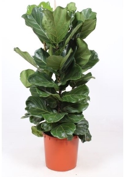 Ficus Lyrata Keman Yapraklı Kauçuk 3 Köklü modelleri