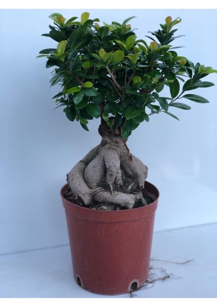 Ficus Bonsai 100 Gr