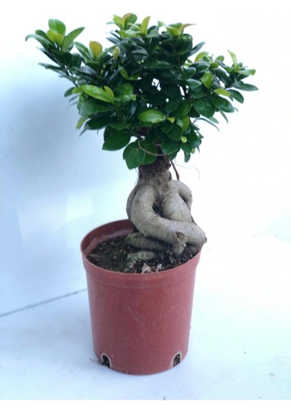 Ficus Bonsai 100 Gr fiyatları