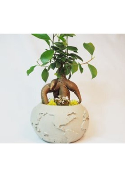 Ficus Ginseng Bonsai & Gri Dünyam Beton Saksıda Canlı Çiçek