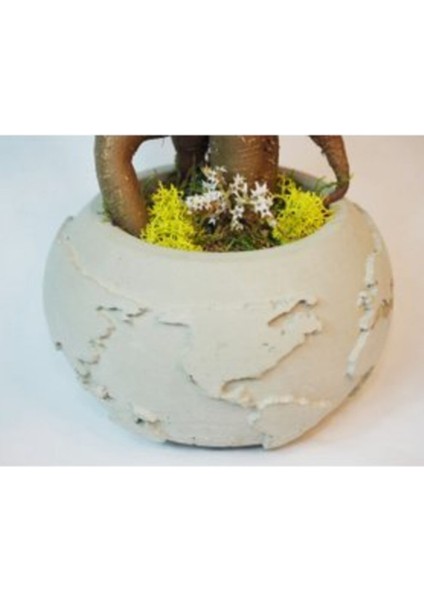Ficus Ginseng Bonsai & Gri Dünyam Beton Saksıda Canlı Çiçek fiyatları