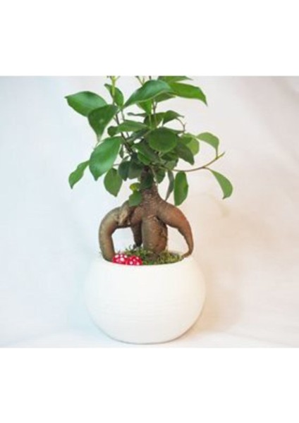 Ficus Ginseng Bonsai & Beyaz Venüs Beton Saksıda Canlı Çiçek