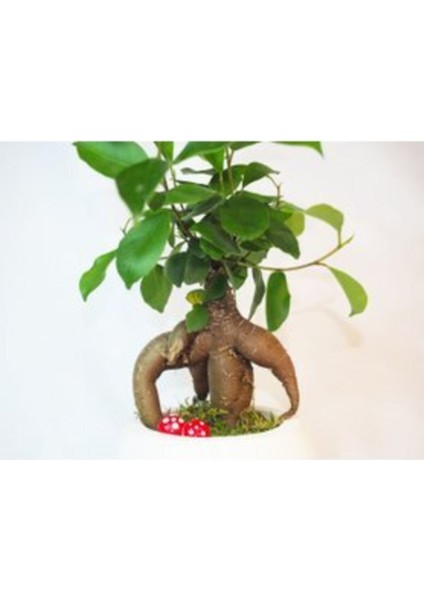 Ficus Ginseng Bonsai & Beyaz Venüs Beton Saksıda Canlı Çiçek fiyatları