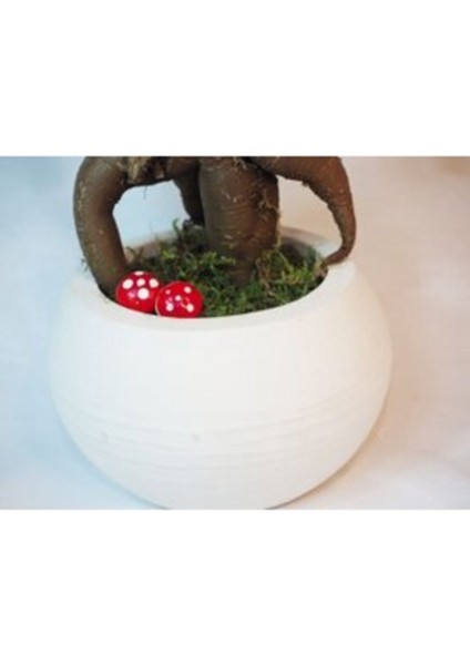 Ficus Ginseng Bonsai & Beyaz Venüs Beton Saksıda Canlı Çiçek modelleri
