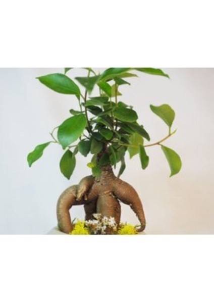 Ficus Ginseng Bonsai & Gri Dünyam Beton Saksıda Lik Canlı Çiçek modelleri