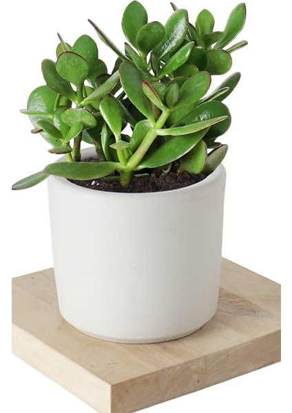 Seramik Saksıda Crassula Ovata Para Çiçeği+5 Alman Süseni Fidesi