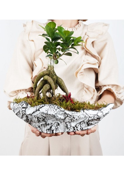 Çapar Bs Saksıda Ficus Gienseng Bonsai