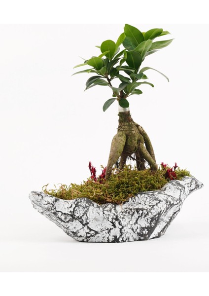 Çapar Bs Saksıda Ficus Gienseng Bonsai fiyatları