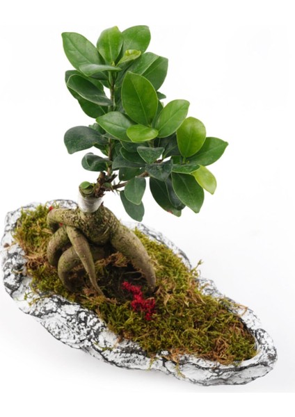 Çapar Bs Saksıda Ficus Gienseng Bonsai modelleri
