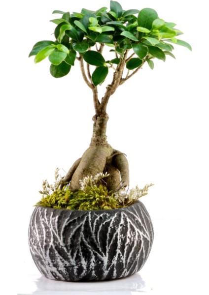 Lamina Siyah Ficus Bonsai