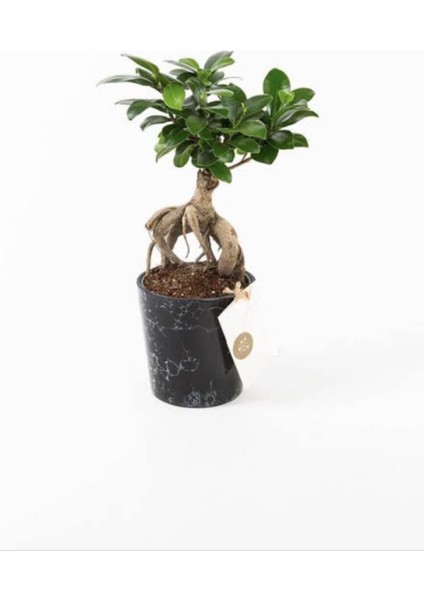 Bonsai Ağacı