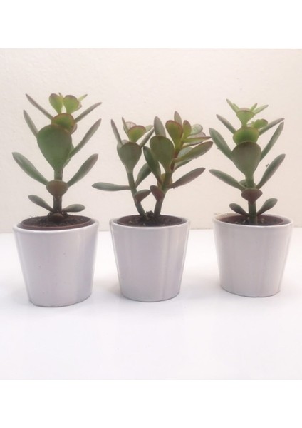 Para Çiçeği 3'lü Crassula Ovata Sukulent