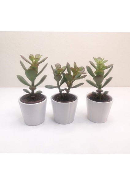 Para Çiçeği 3'lü Crassula Ovata Sukulent fiyatları