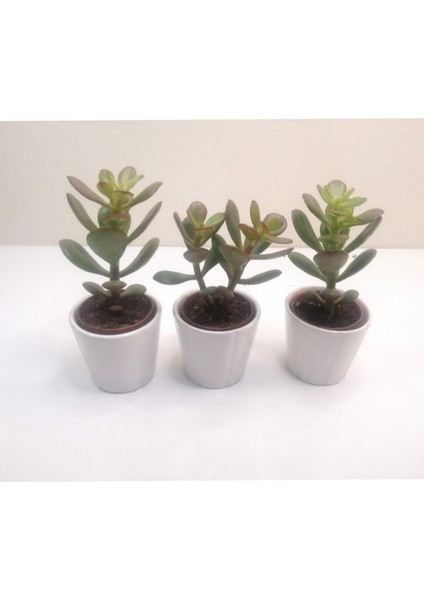 Para Çiçeği 3'lü Crassula Ovata Sukulent modelleri
