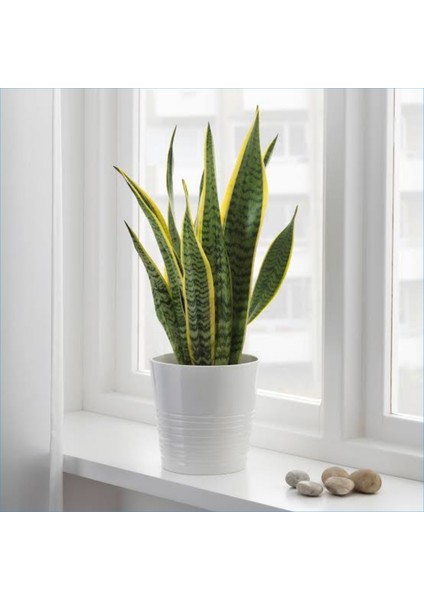 Paşa Kılıcı Dekoratif Saksıda Peygamber Kılıcı