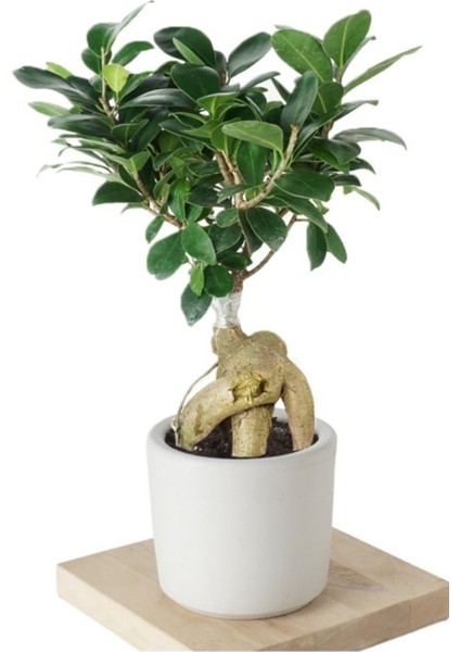 Ficus Ginseng (Bonsai Ağacı)