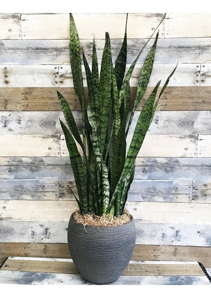 Paşa Kılıcı Dekoratif Saksıda Yaklaşık 90-100 cm