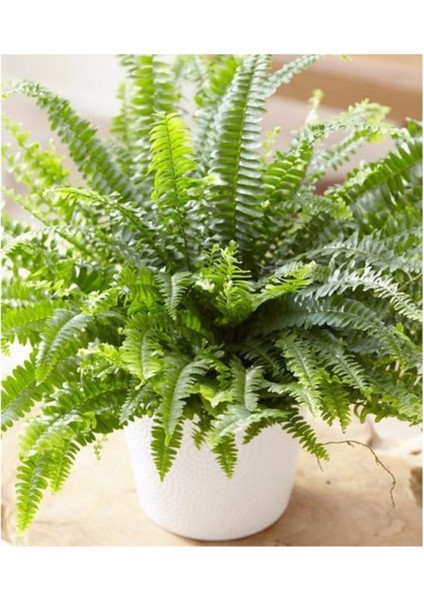 Aşk Merdiveni Beyaz Saksılı