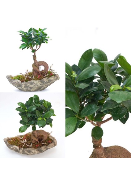 Dekoratif Kayık Saksıda Ficus Ginseng Bonsai fiyatları