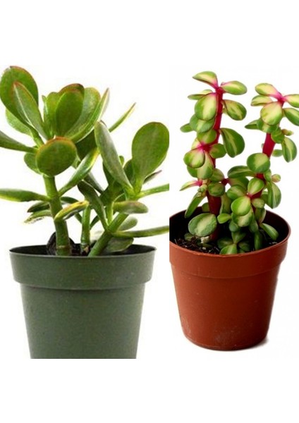 2 Tür Para Ağacı Crassula Ovata+Yeşim Ağacı