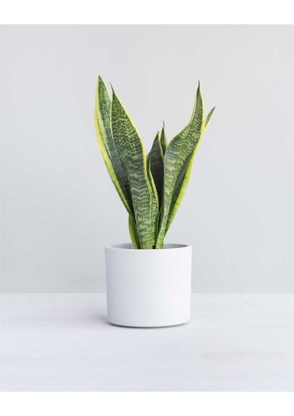 Seramik Saksılı Paşa Kılıcı Sansevieria