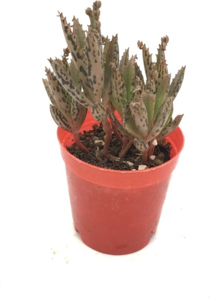 Kalanchoe Daigremontiana - Aşkın Gözyaşı Çiçeği