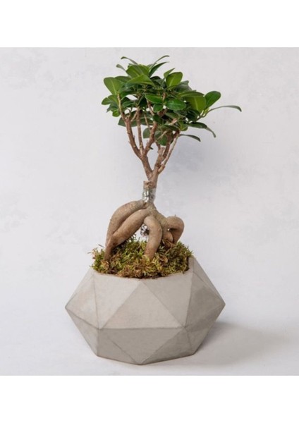 Beton Saksıda Ficus Ginseng Bonsai