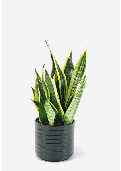 Seramik Saksılı Çok Köklü Paşa Kılıcı Sansevieria