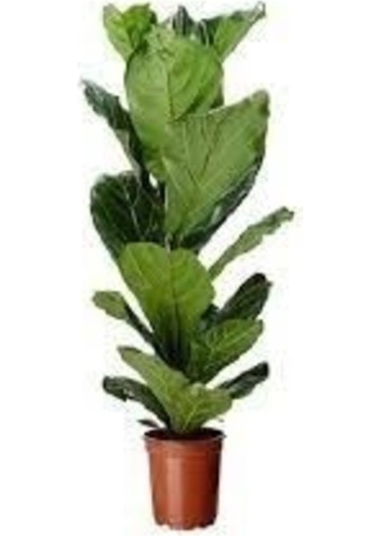 Ficus Lyrata (Keman Yapraklı Kauçuk ) Tek Köklü