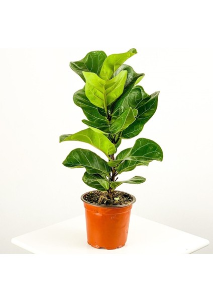Ficus Lyrata (Keman Yapraklı Kauçuk ) Tek Köklü fiyatları