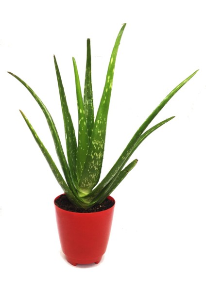 Aloevera Bitkisi Yüksek Kalite Yeni Seri